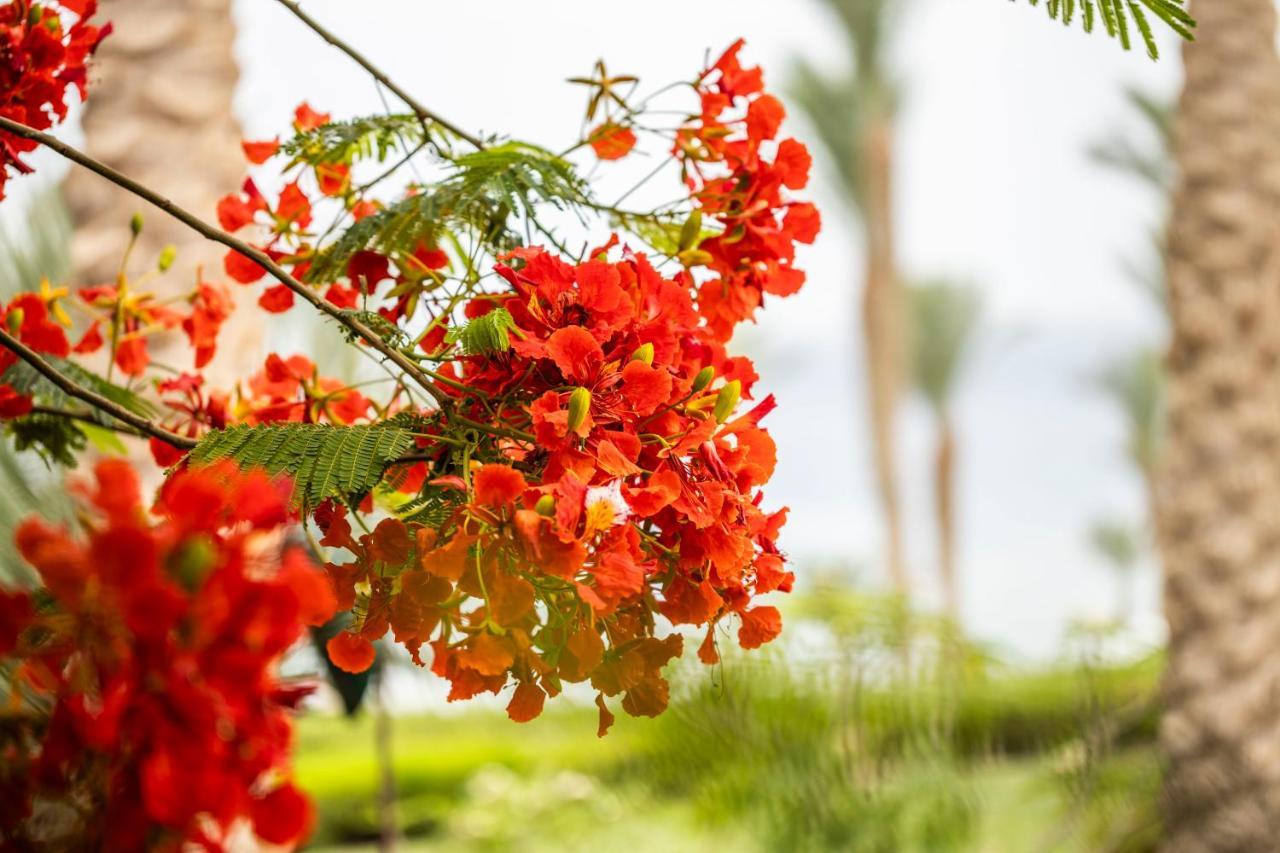 Four Seasons Resort Sharm El Sheikh Private Residential Villa & Chalet - Egypt Екстер'єр фото